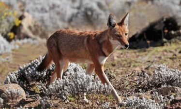 Omo Tribes & Bale Mountains Adventure – 10 Days Cultural & Nature Journey