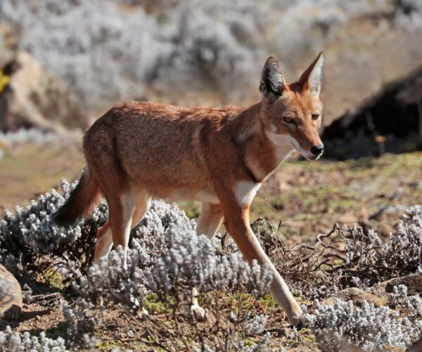 Omo Tribes & Bale Mountains Adventure – 10 Days Cultural & Nature Journey