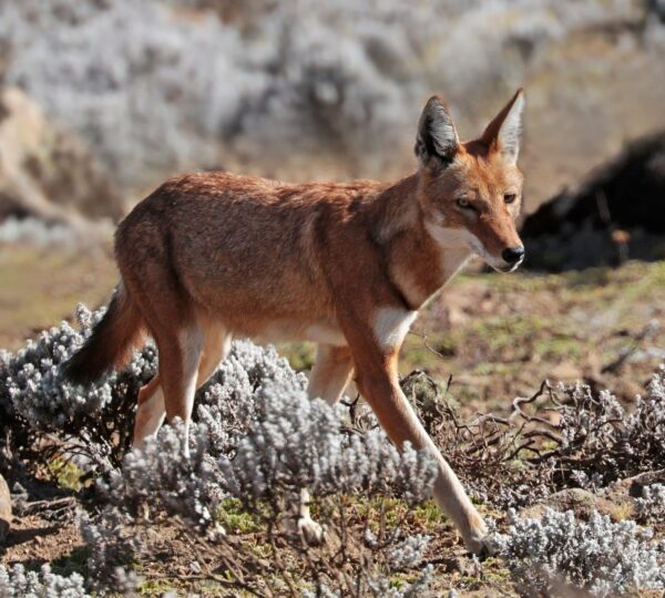 Omo Tribes & Bale Mountains Adventure – 10 Days Cultural & Nature Journey