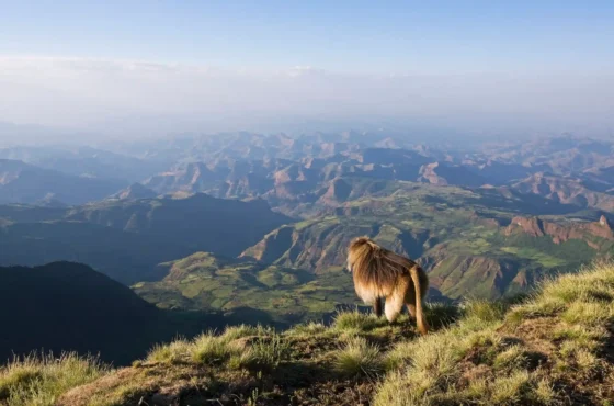 Trekking in Semein mountains of Ethiopia- 9 days