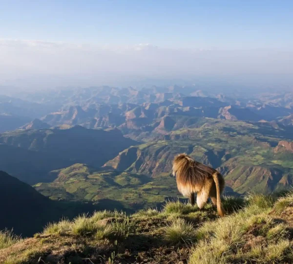 Trekking in Semein mountains of Ethiopia- 9 days